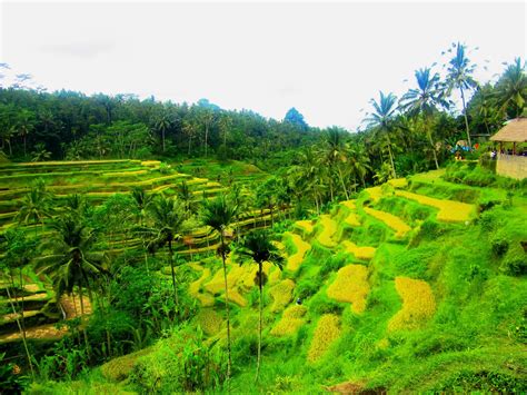 Best Bali Tour Experience: Bali Rice Terraces - Tegallalang