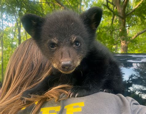 BlueBeary - Yellow River Wildlife Sanctuary