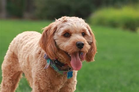 All-around Guide About the Cavapoo Dog Breed - Dog Training Advice Tips