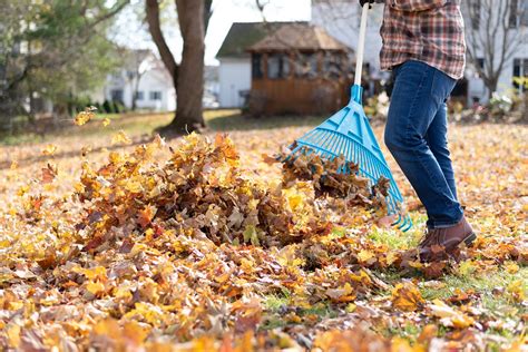 Raking Your Leaves This Fall? Do This Instead. - InsideHook