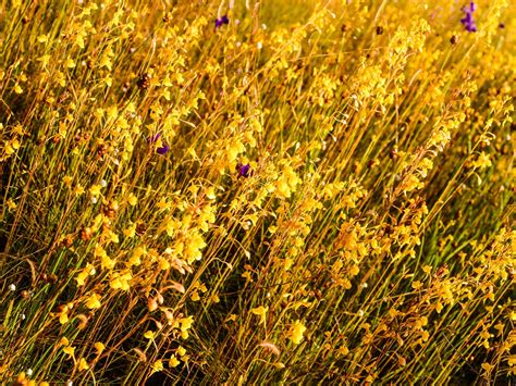 Grass Flower Field , Wildflowers Free Stock Photo - Public Domain Pictures