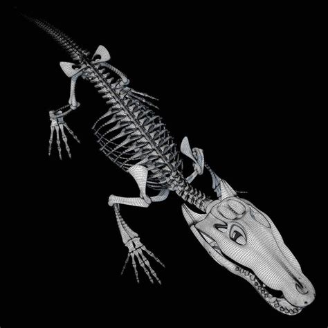 Crocodile Skeleton - 3D Model by 3D Horse