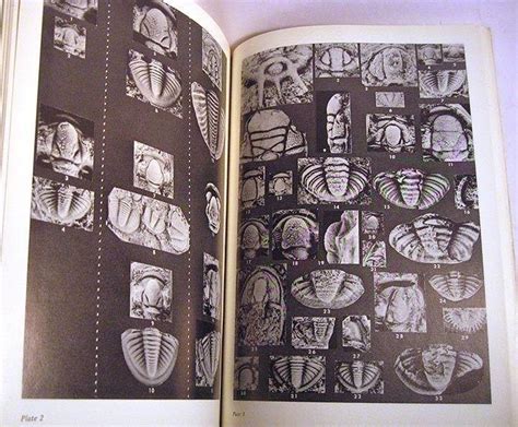 EVOLUTION MORPHOLOGY TRILOBITA, TRILOBITOIDEA & MEROSTOMATA-fossils ...