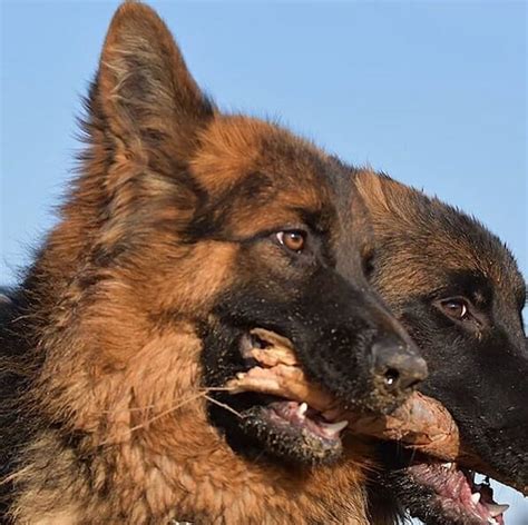 70 Tough Dog Names for German Shepherds - PetPress