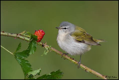 Tennessee Warbler Page