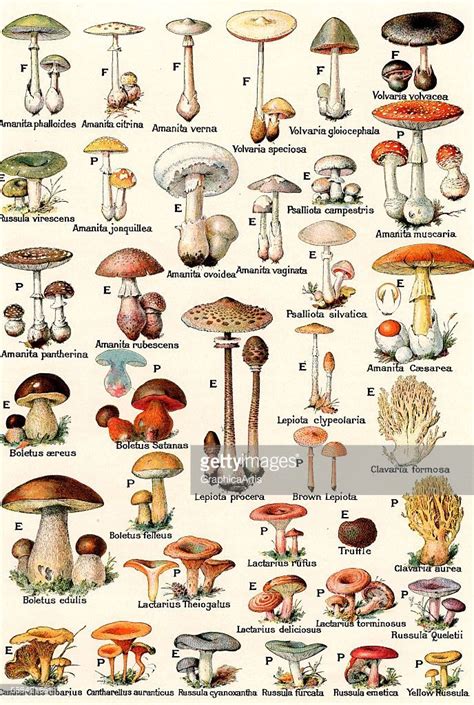 Vintage illustration of edible and poisonous mushrooms; lithograph,... | Stuffed mushrooms ...