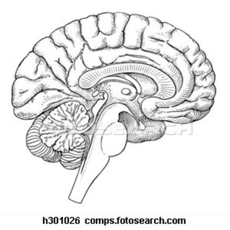 Diagram Of Human Brain