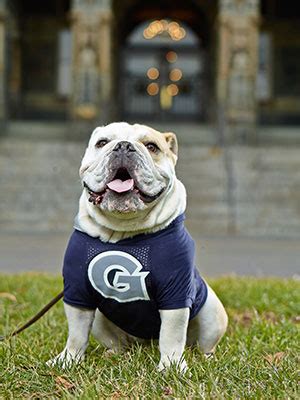 Georgetown’s Mascot-in-Training: JJ the Bulldog - Washingtonian