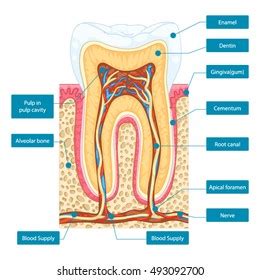 Apical Foramen