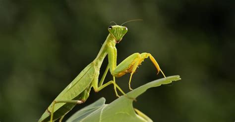 praying mantis