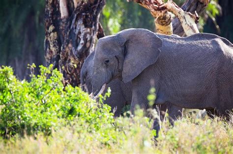 Premium Photo | Gorgeous 4k image of a wild elephant roaming in its natural forest habitat