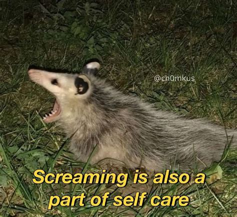 Screaming is also part of self care | Possums | Know Your Meme