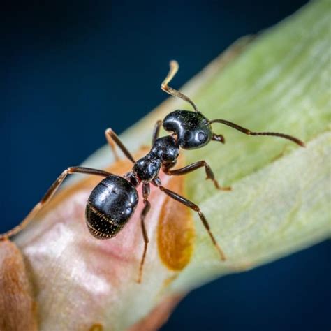 The Best Carpenter Ants Killer: How to Get Rid of Carpenter Ants Effectively