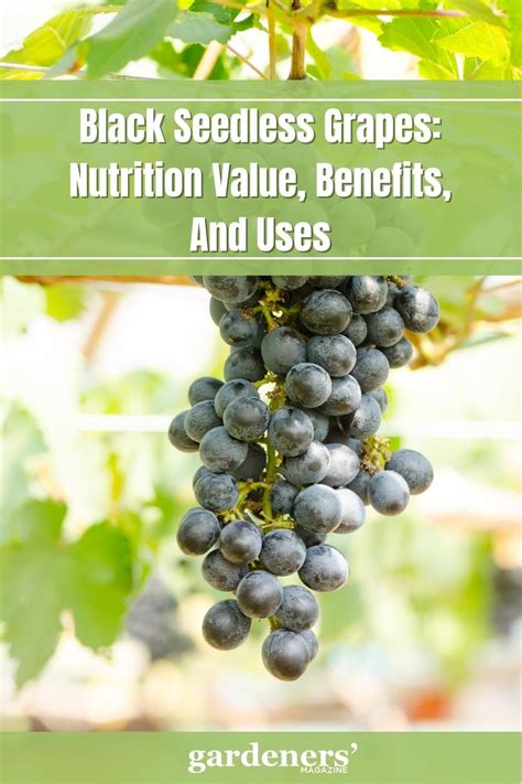 Black Seedless Grapes: Nutrition Value, Benefits, And Uses | Nutrition ...