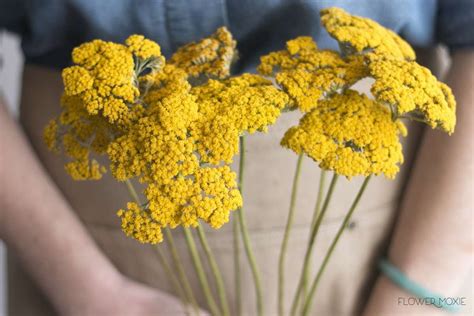 Yarrow — Flower Moxie