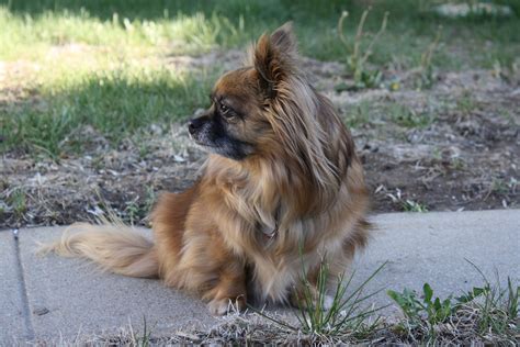 Long Haired Chihuahua Mix Dog Picture | Free Photograph | Photos Public Domain