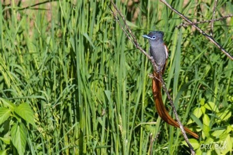 African Paradise Flycatcher - Wildlife Den - South African And Australian Wildlife Photography