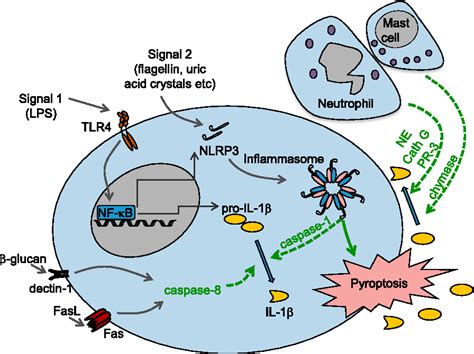 Figure 3 from Proteolytic Processing of Interleukin-1 Family Cytokines: Variations on a Common ...