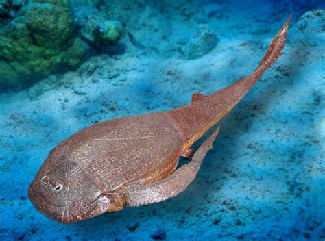 Placoderme Bothriolepis. Au Dévonien, les premiers poissons à mâchoires ...