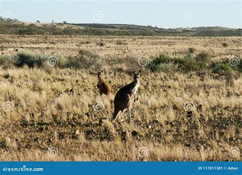 Kangaroos in the Outback stock image. Image of outback - 117011381