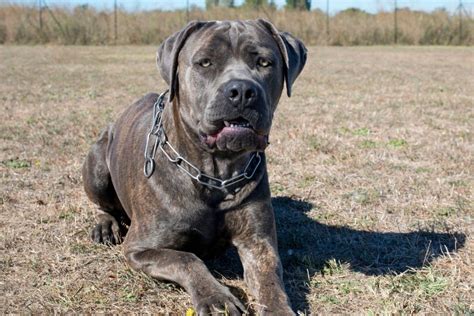 Cane Corso Pitbull Mix – Pit Corso Dog Breed Guide