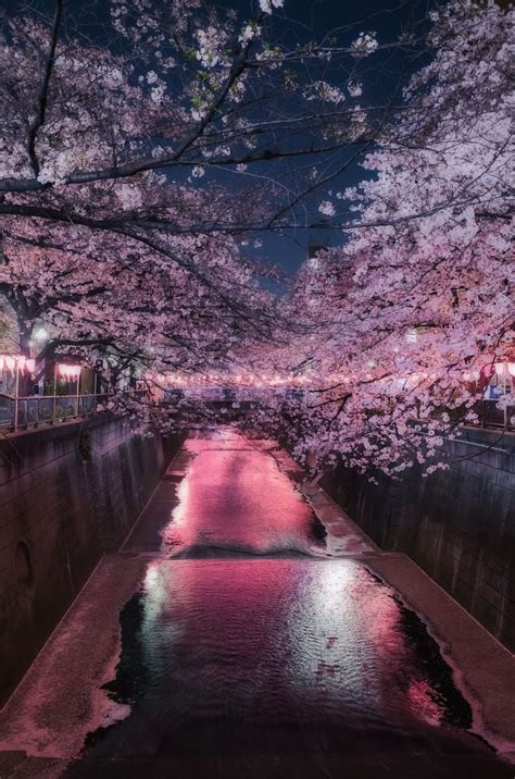 Night cherry blossom by Kenji eda / 500px | Cherry blossom wallpaper, Cherry blossom japan ...