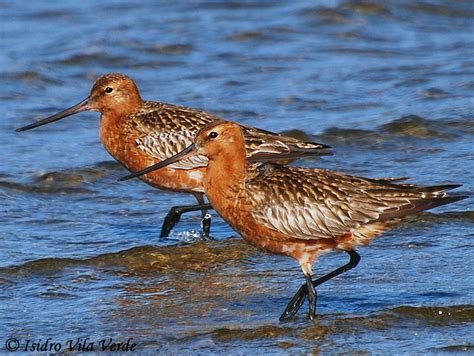 Bar Tailed Godwit Migration