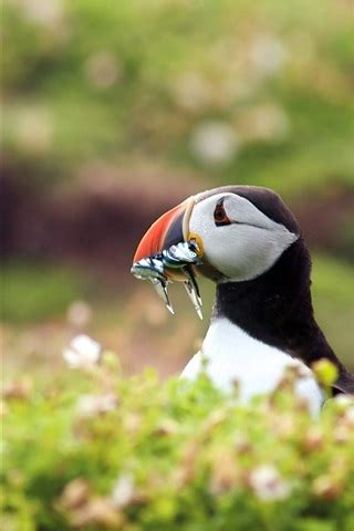 Wallpaper Birds close-up, puffin eating fish 1920x1200 Picture, Image