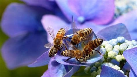 Bee Garden Basics: Types of Bees and Useful Tips For Making A Successful Bee Garden