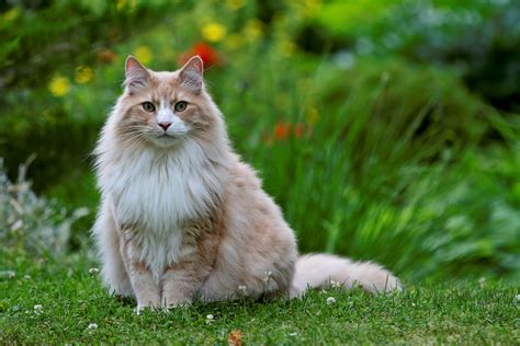 A Guide to the Norwegian Forest Cat | Veterinarians.com