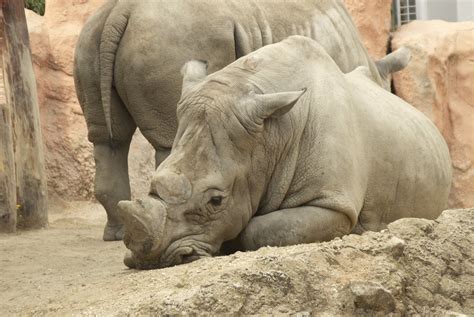 Sad Rhino Free Photo Download | FreeImages