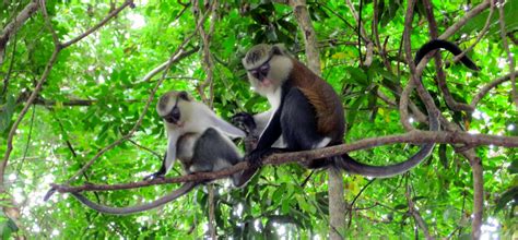 Wild Thoughts From Wild Places: You know you live in Togo when...