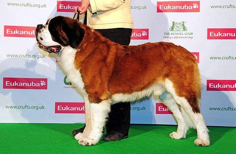 Crufts 2013 CH LAZEYBEARS BACK TO BLACK St Bernard | Black st bernard, St bernard, Dogs