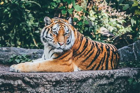 HD wallpaper: zoo, wild, cat, safari, animal, big, wildlife, tiger ...