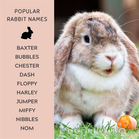 230+ Best Rabbit Names for Your Pet Bunny - Every Little Name