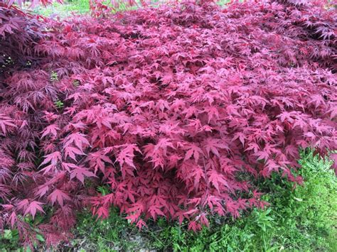 Purple Ghost Japanese Maple, Acer palmatum ‘Purple Ghost’.