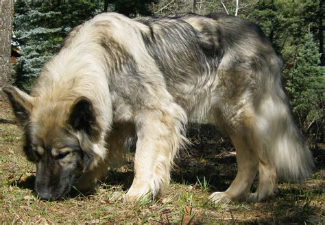 The american alsatian dog breed is the new dire wolf – Artofit