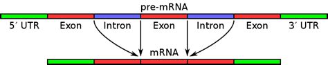 Difference Between Introns and Exons | Definition, Characteristics ...