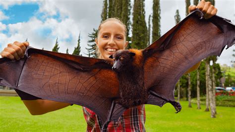 Giant Golden Crowned Flying Fox Size