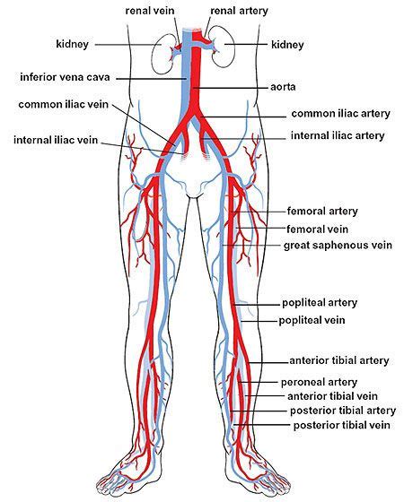 Pin on Osteopathy Revision and Concepts