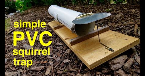 How to make a HUMANE PVC SQUIRREL TRAP that works! YouTube - Flying ...