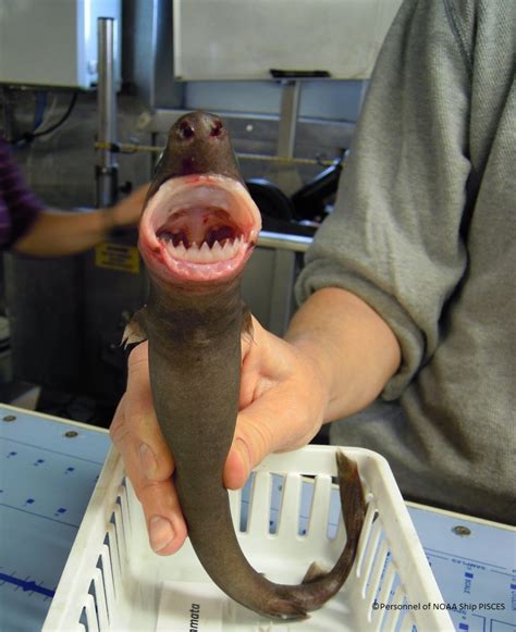 Second cookiecutter shark bite reported in Hawaii