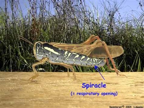 What System Do Spiracles Open Into on a Grasshopper