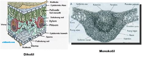 Gambar Daun Dikotil Mikroskop - Gambar Bagian Tumbuhan
