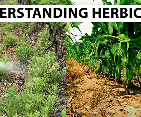 Understanding Herbicides: Types, Mechanisms, and Application Methods – Agriplex