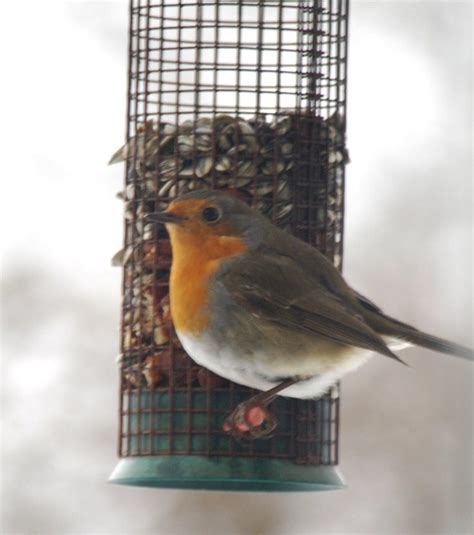 Robin at a bird feeder | Flickr - Photo Sharing!