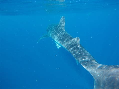 Snorkeling With Whale Sharks in Mexico Review | Inspire • Travel • Eat