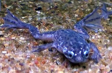 Dwarf African Frog (Hymenochirus boettgeri). | Tropical Fish Keeping