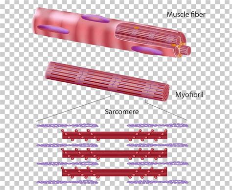 Skeletal Muscle Myofibril Muscle Tissue Muscle Contraction Muscular System PNG, Clipart, Anatomy ...