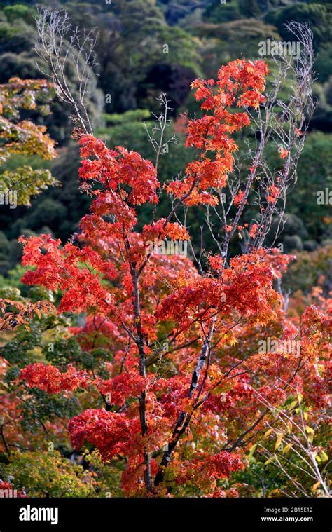 autumn colours in Japan Stock Photo - Alamy